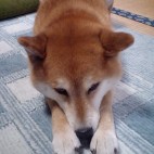 甘苦朗